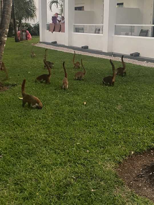 Gartenanlage Hotel Riu Tequila