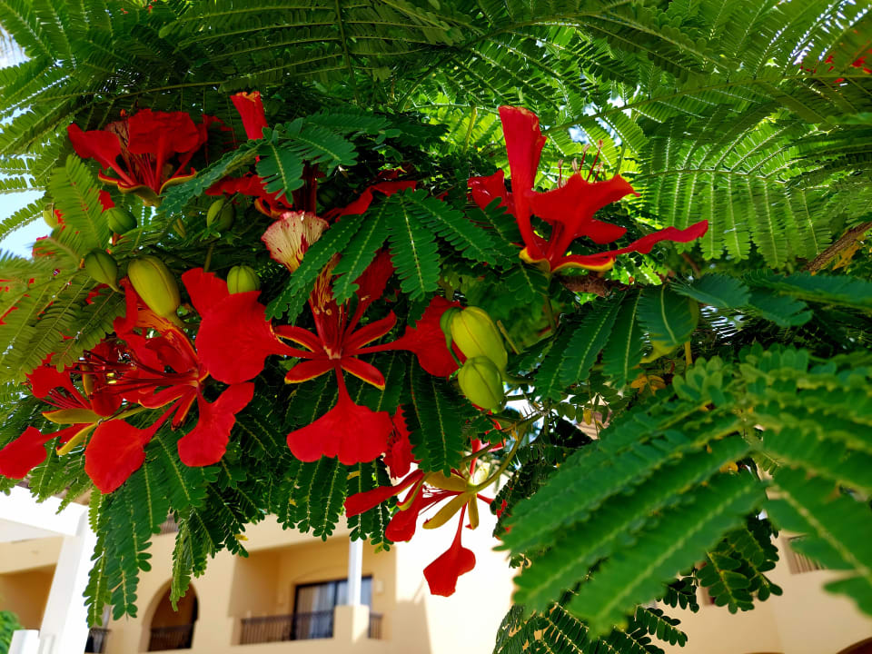 Gartenanlage Jaz Solaya