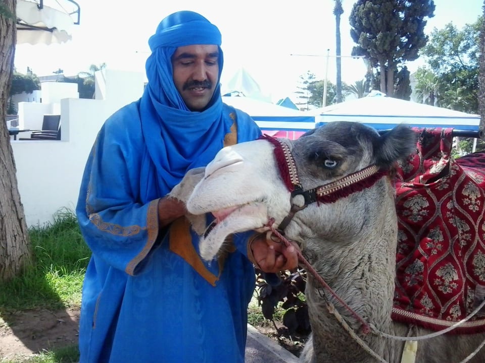 Das Kamel mit dem Namen Chocolat Caribbean Village Agador  (Agador Tamlelt)