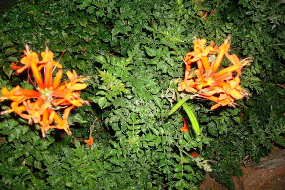 Цветы в саду Hotel Nubian Village