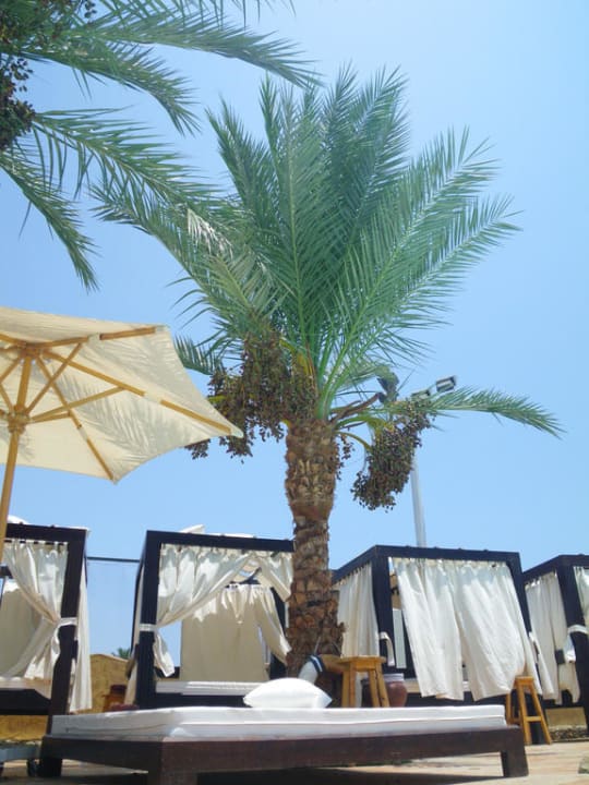 Am vorderen Pool Pickalbatros Dana Beach Resort - Hurghada