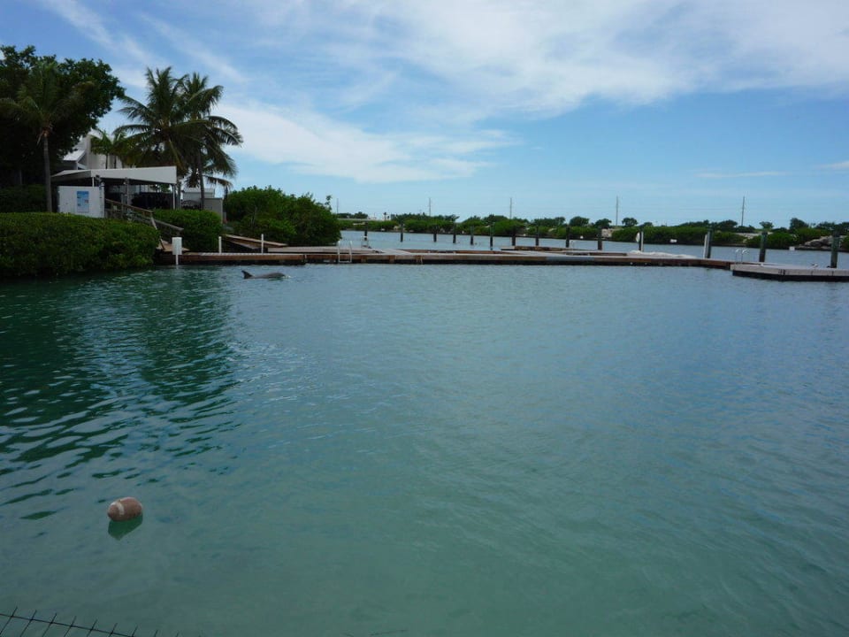 Delphin-Pool Hawks Cay Resort