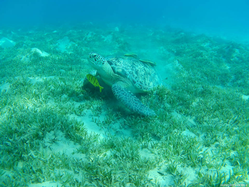 Strand Jaz Makadi Oasis Resort