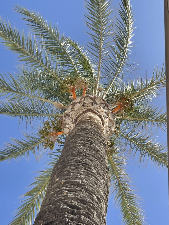 Gartenanlage Club Can Bossa