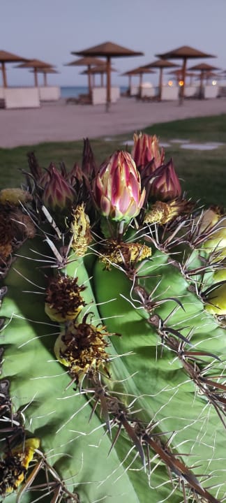 Strand Shams Prestige Abu Soma-Adults Only