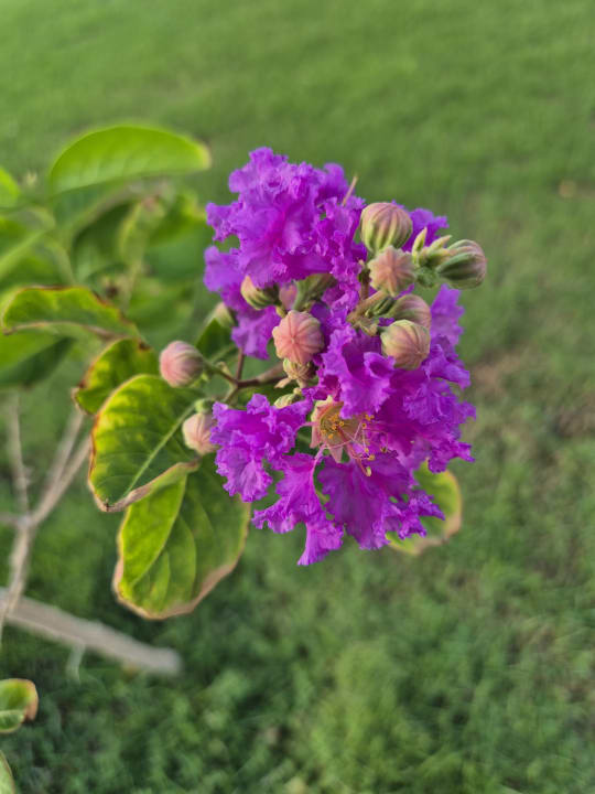 Gartenanlage Cleopatra Luxury Resort Makadi Bay