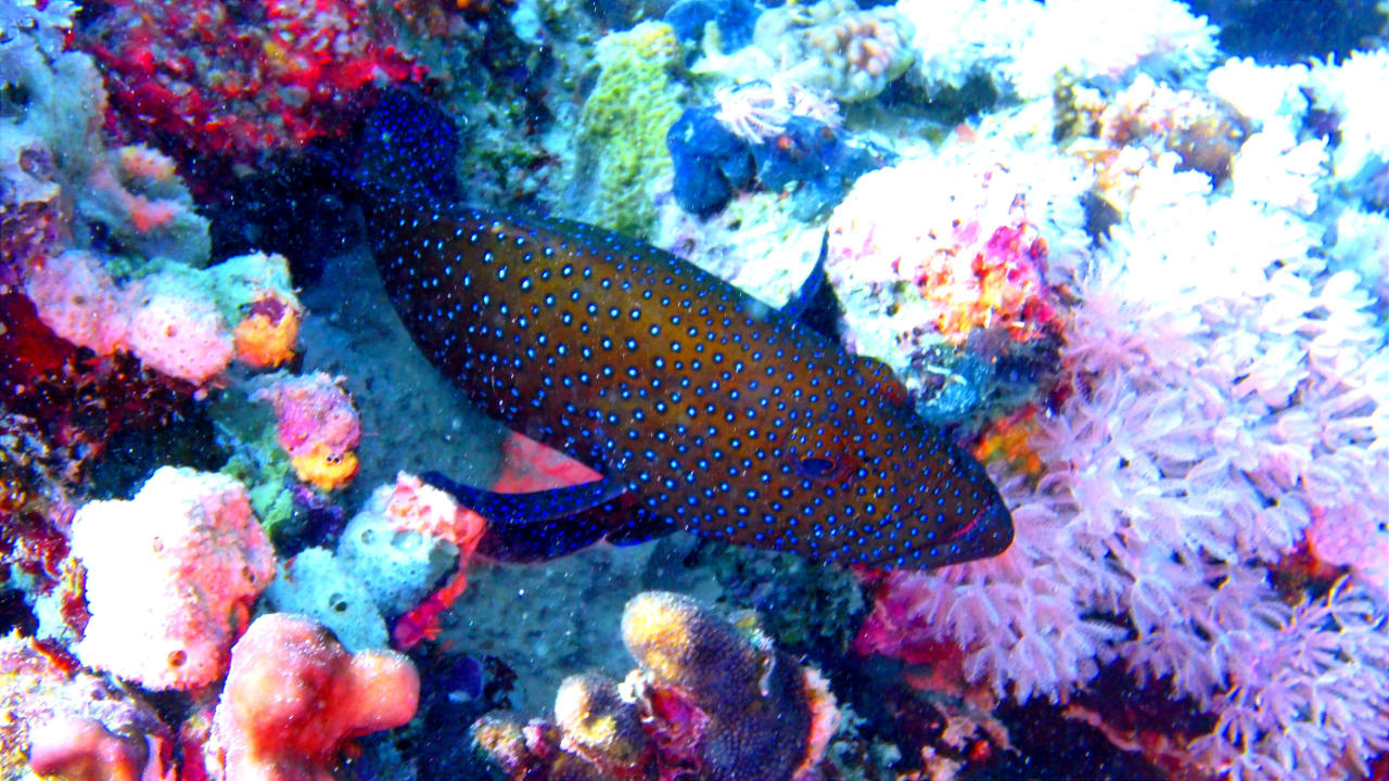 Sport & Freizeit Mövenpick Resort El Quseir