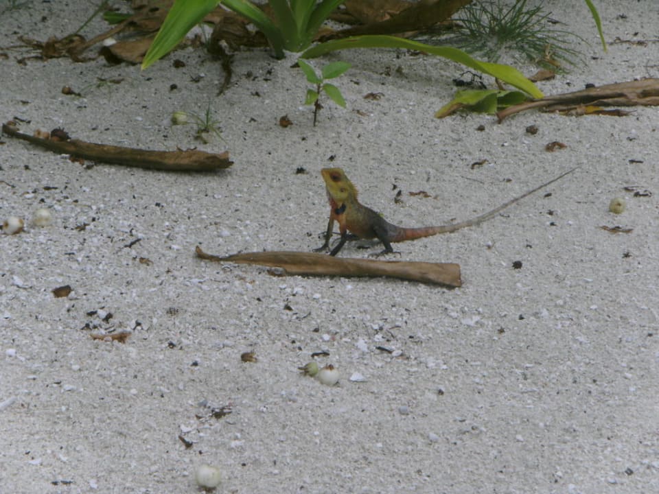 Noch ne Echse Kuredu Island Resort & Spa