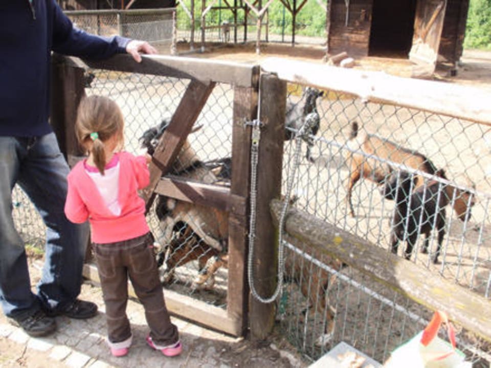 Der Streichelzoo vom Eurocamp HeleneCamp am Helenesee