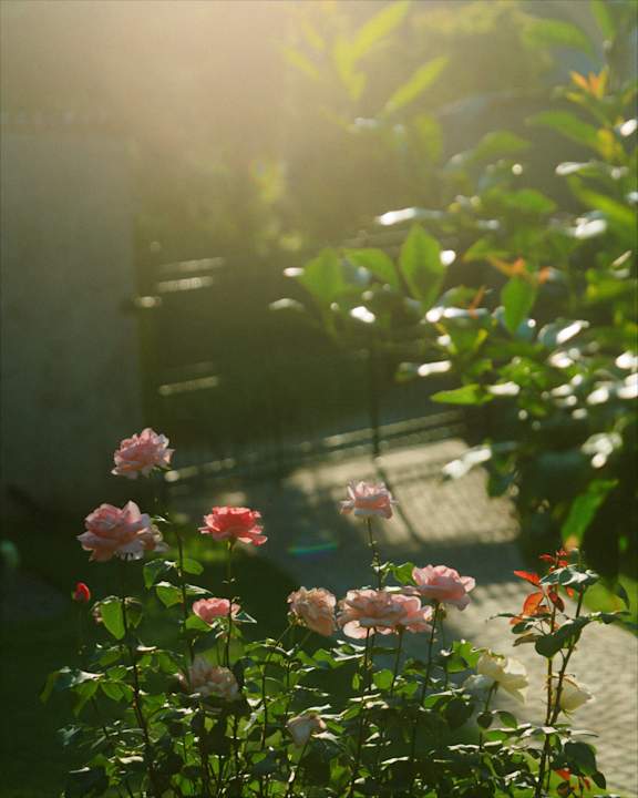 Gartenanlage Langenmantel Historic Suites