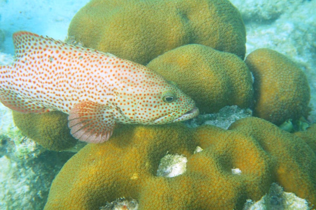 Sport & Freizeit Akumal Bay Beach & Wellness Resort