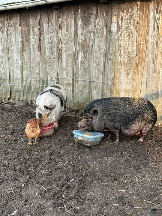 Sonstiges Bauer Martin | Ostsee Ferienhof Bendfeldt bei Grömitz