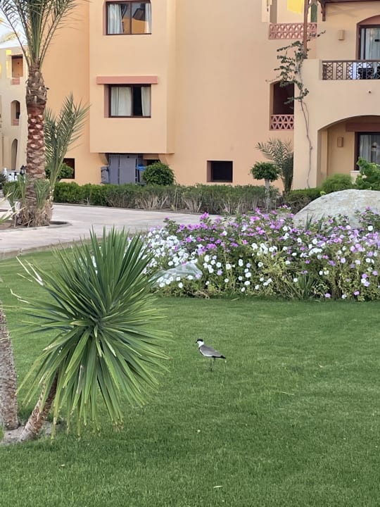 Gartenanlage Steigenberger Coraya Beach - Adults only