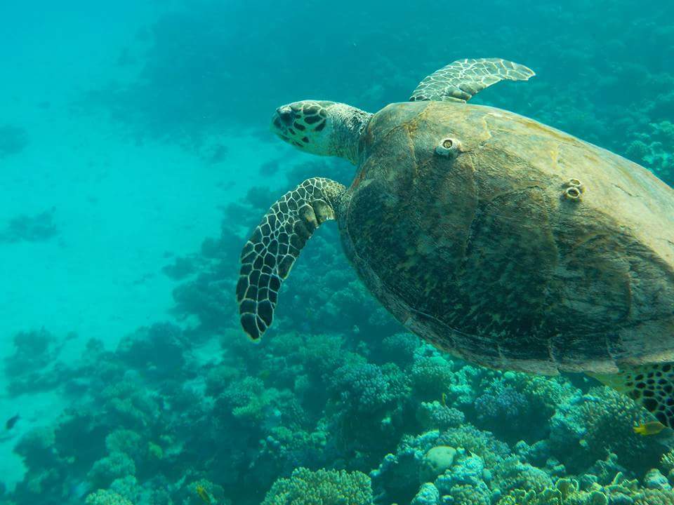 Strand Pickalbatros Citadel Resort