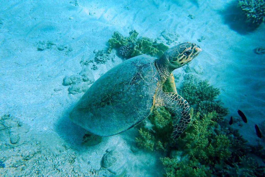 Strand Pickalbatros Citadel Resort