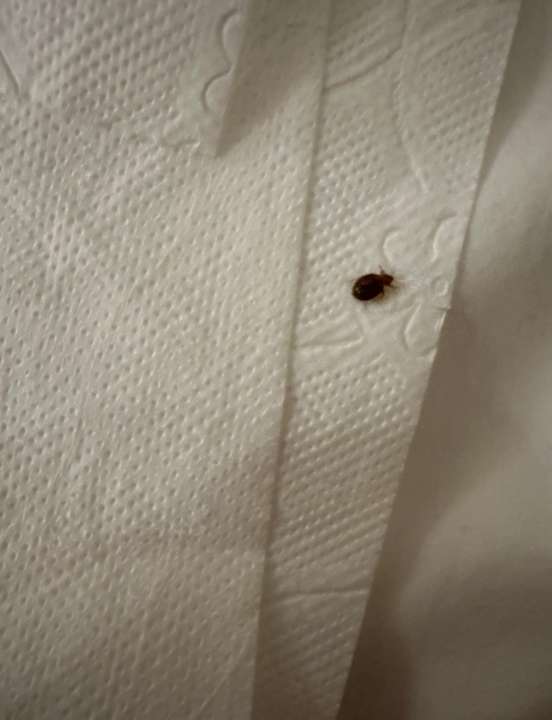 Zimmer Kamelya Aishen Club