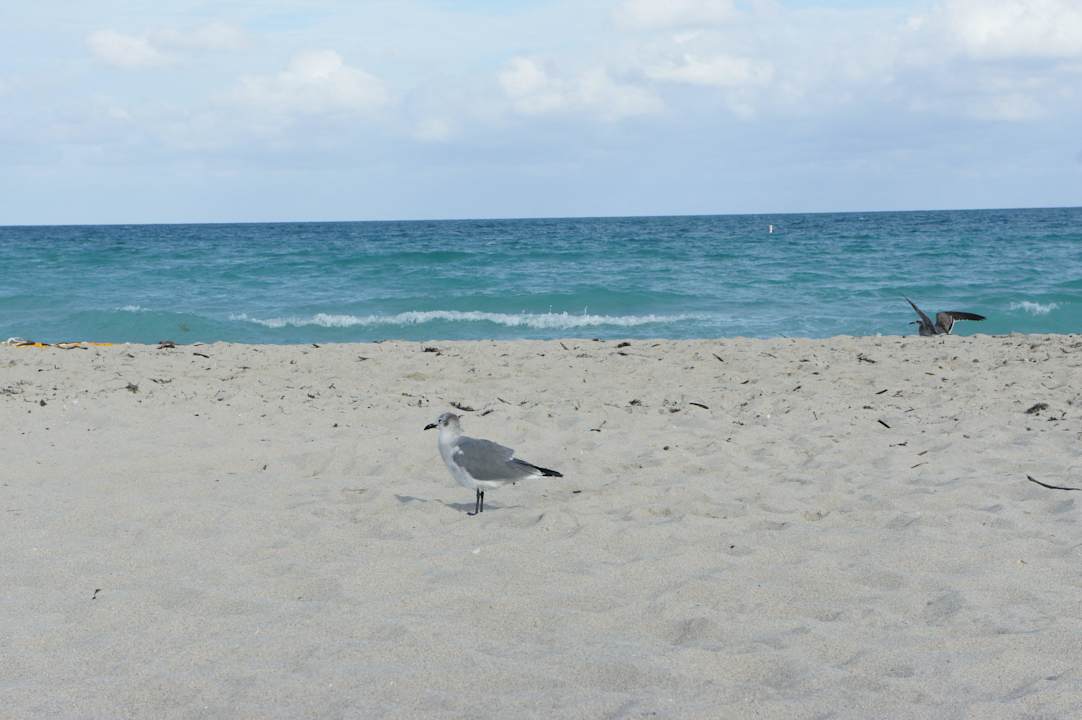 Miami Beach Hotel Ocean Five