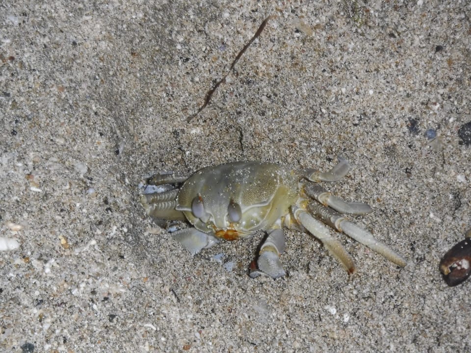 Strand Malikia Resort Abu Dabbab