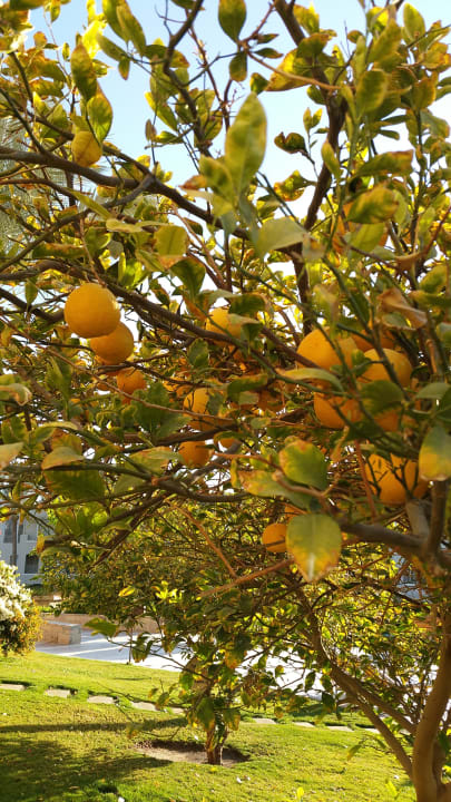 Gartenanlage Hotel JAZ Makadi Star & Spa