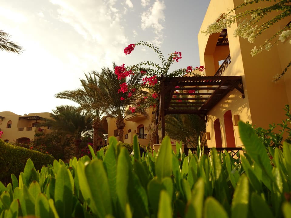 Gartenblick Steigenberger Coraya Beach - Adults only