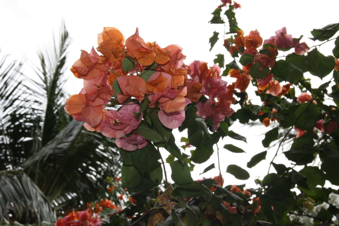 Die Flora von Kuramathi Kuramathi Maldives