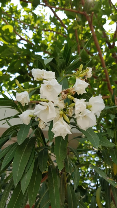 Gartenanlage Hane Family Resort