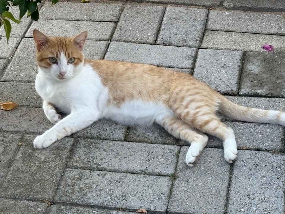 Sonstiges TUI MAGIC LIFE Calabria