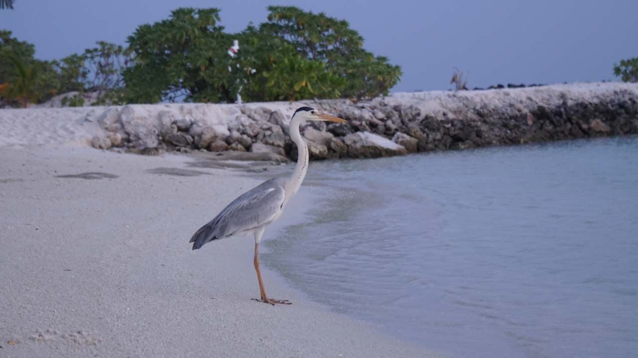 Strand Summer Island Maldives