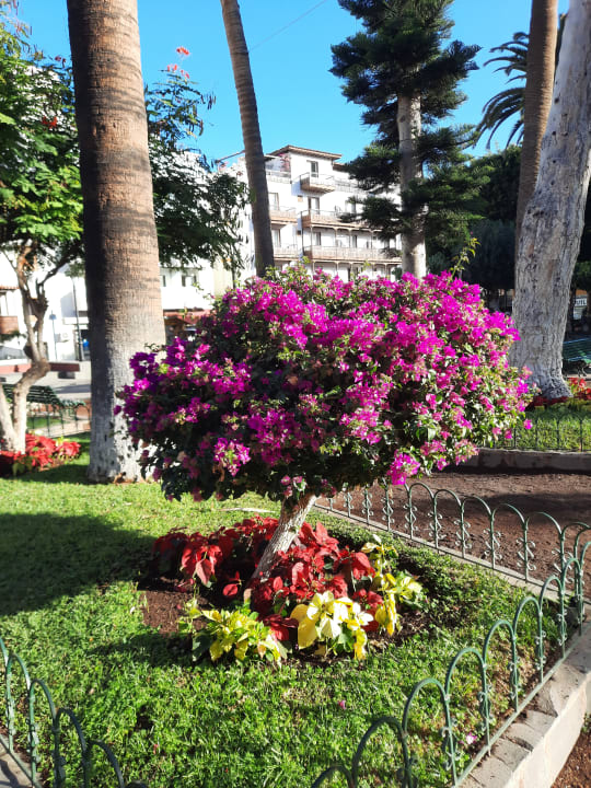 Gartenanlage Hotel ValleMar