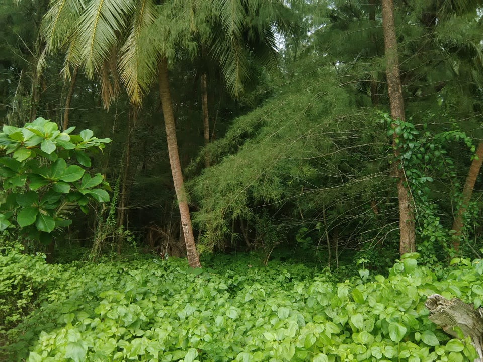 Ausblick The Andamania Beach Resort & Spa