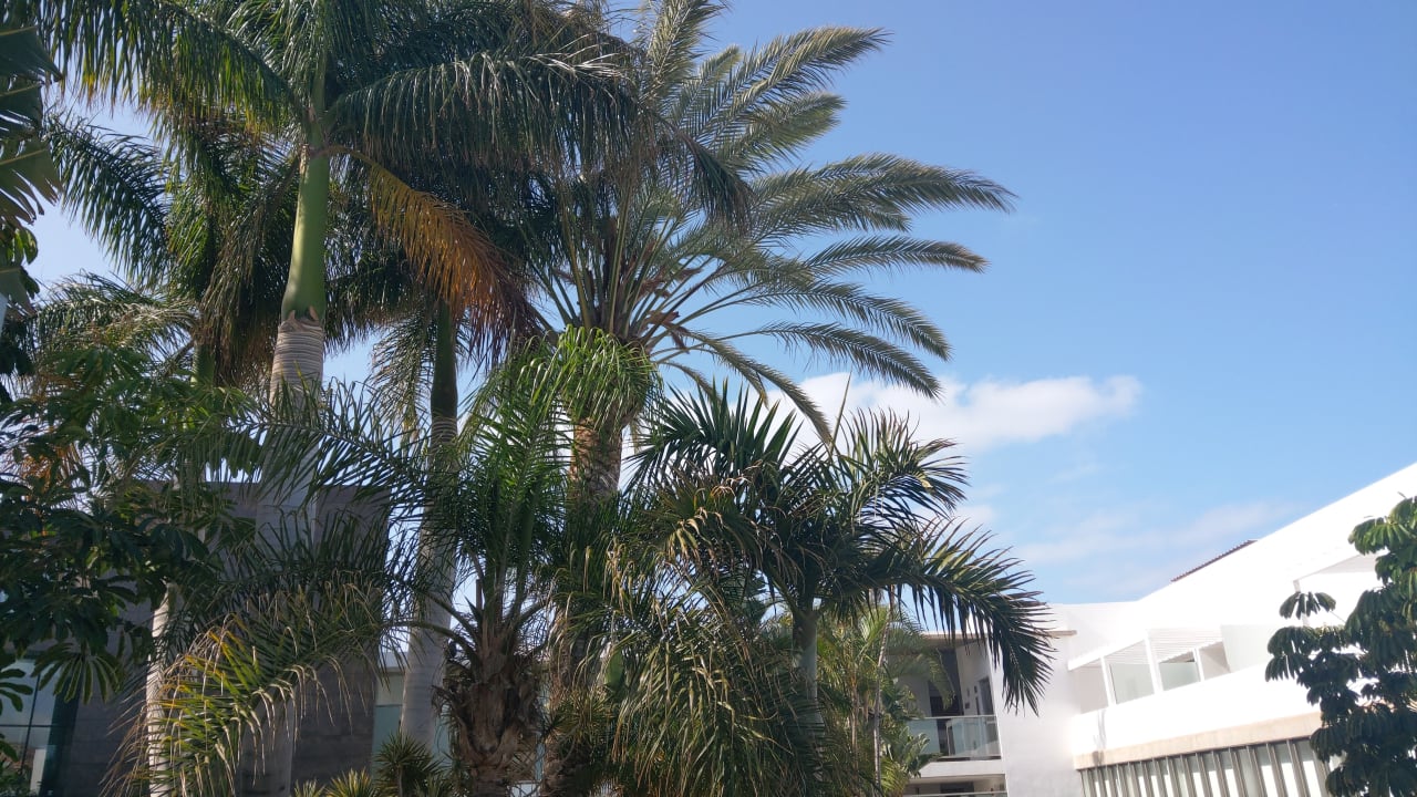 Gartenanlage R2 Bahía Playa Design Hotel & Spa - Adults Only