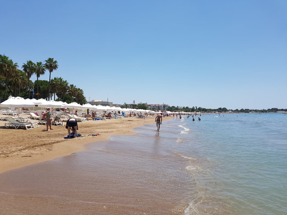 Strand Acanthus Cennet Barut Collection