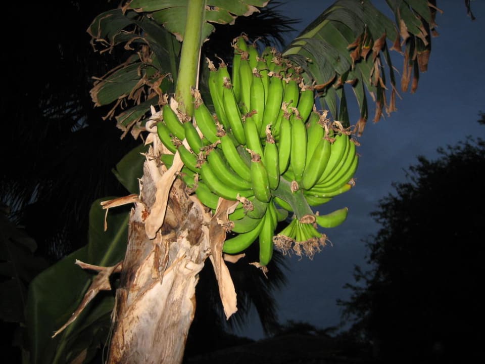 Bananenstaude Can Garden Beach