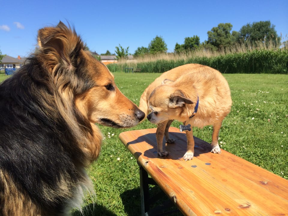 Gartenanlage Ferienwohnungen Piratennest Born