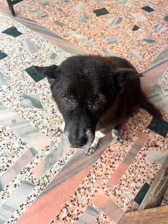 Gartenanlage Hotel National Park Sauraha