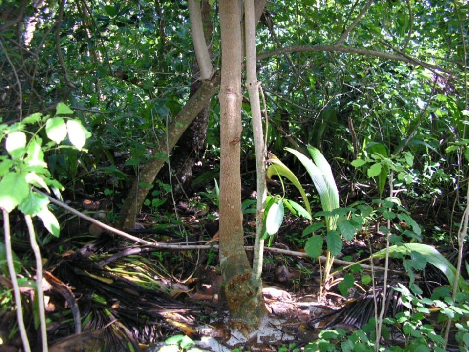 Ungepflegter "Garten" Vilamendhoo Island Resort & Spa