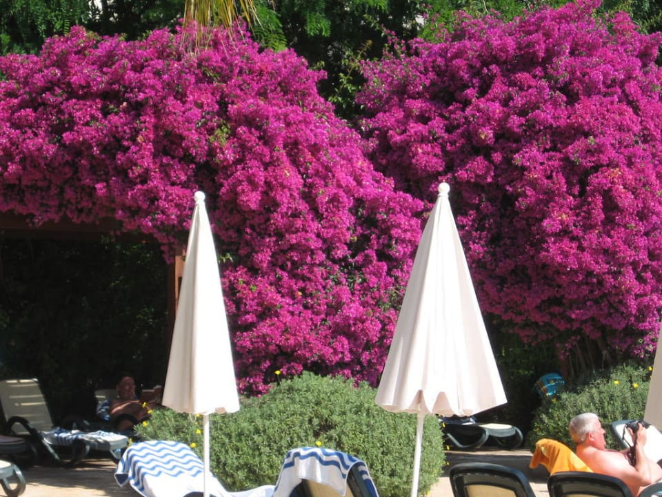 Prachtig onderhouden tuinen Side Star Elegance