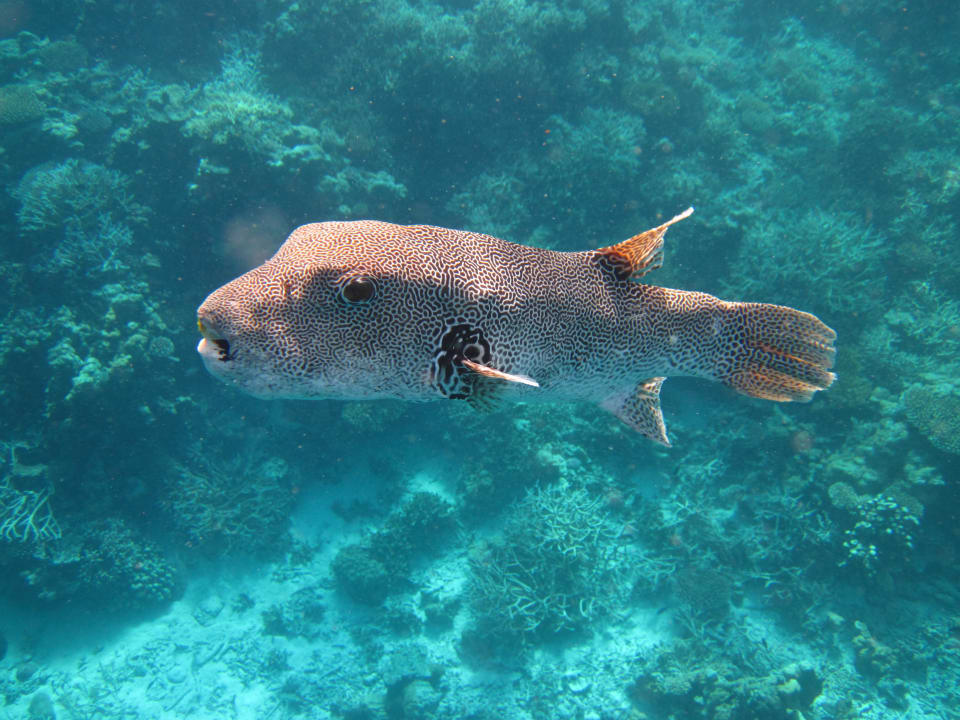 Embudu Juni 2013 Embudu Village