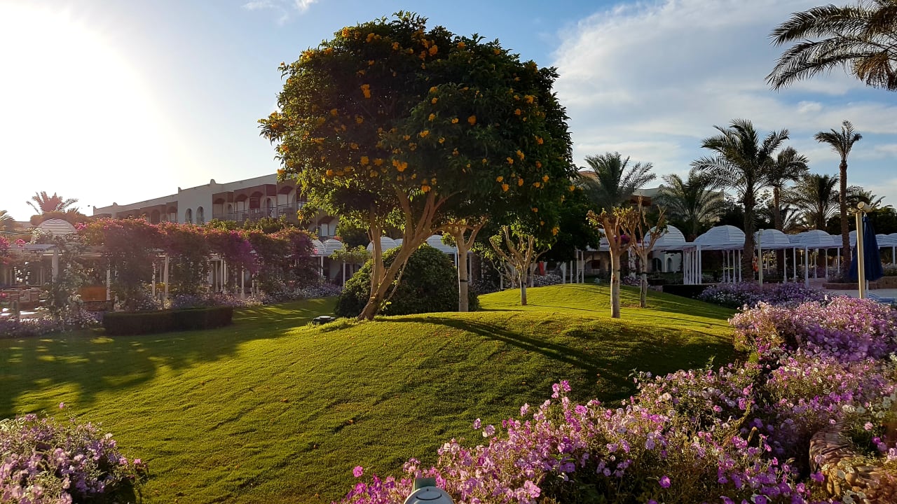 Gartenanlage Desert Rose