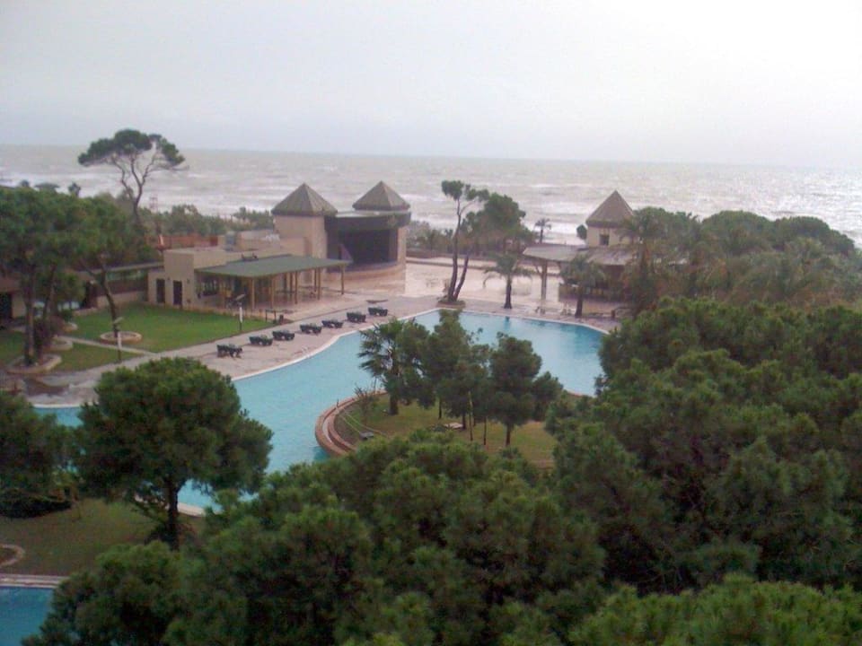 Ein stürmischer Tag im November Papillon Ayscha