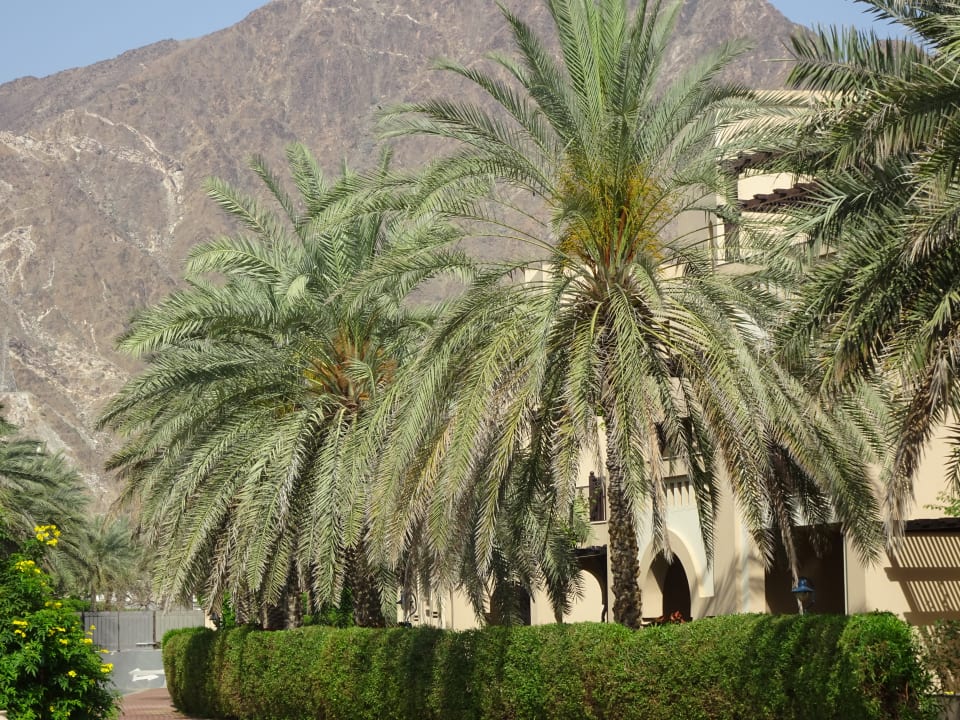 Ausblick Miramar Al Aqah Beach Resort