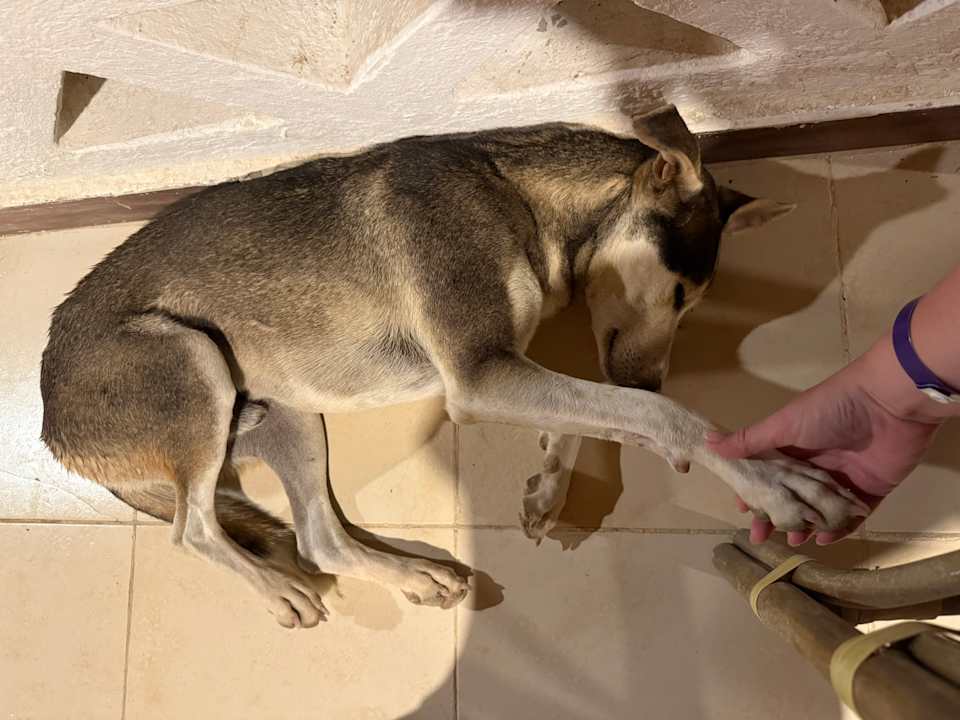 Sonstiges Beach Safari Nubian Resort