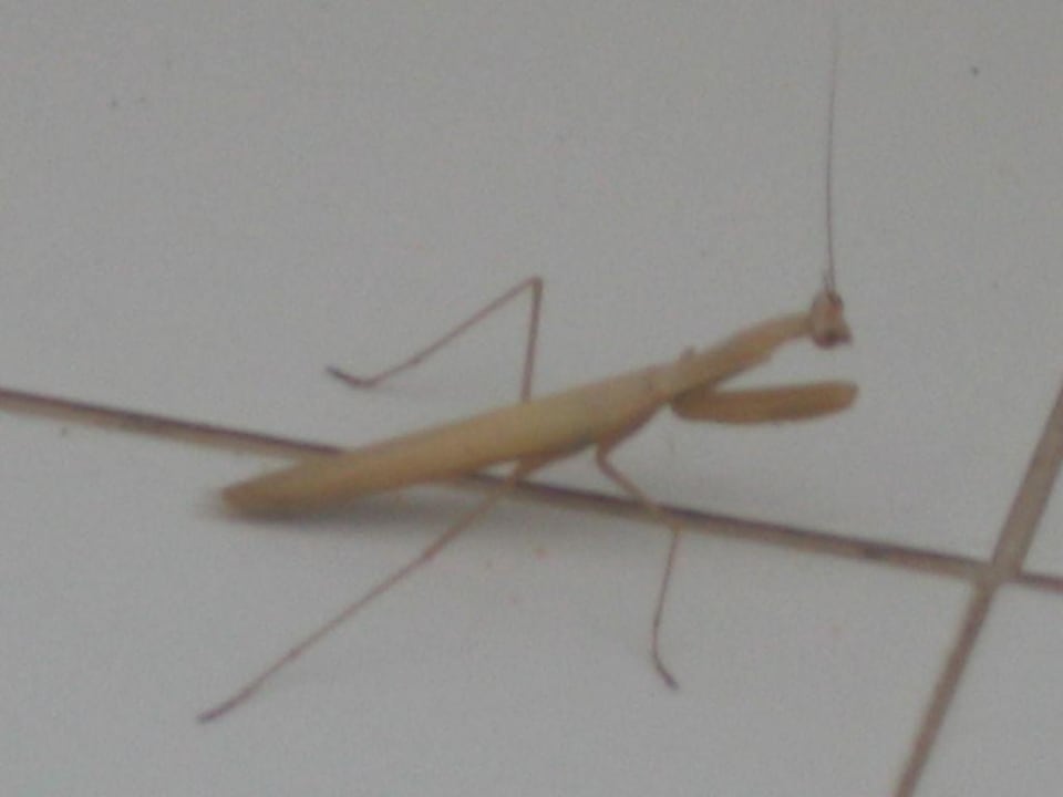 Lecker Hotel Nesrine