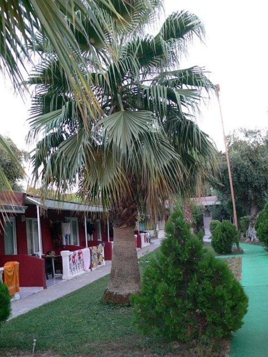 Bungalows Side Altinkum Hotel