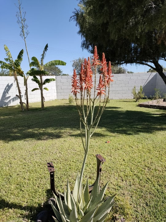 Gartenanlage Uis Elephant Guesthouse