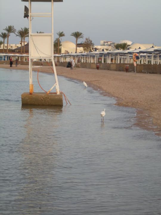 Территория отеля Pickalbatros Dana Beach Resort - Hurghada