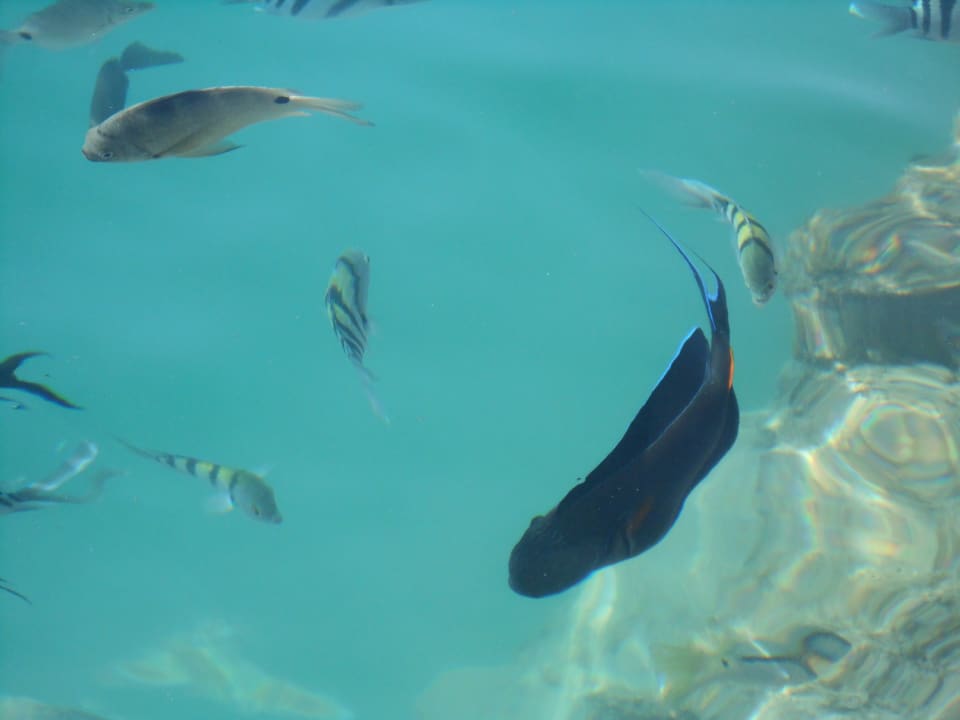 Strand Pickalbatros Citadel Resort