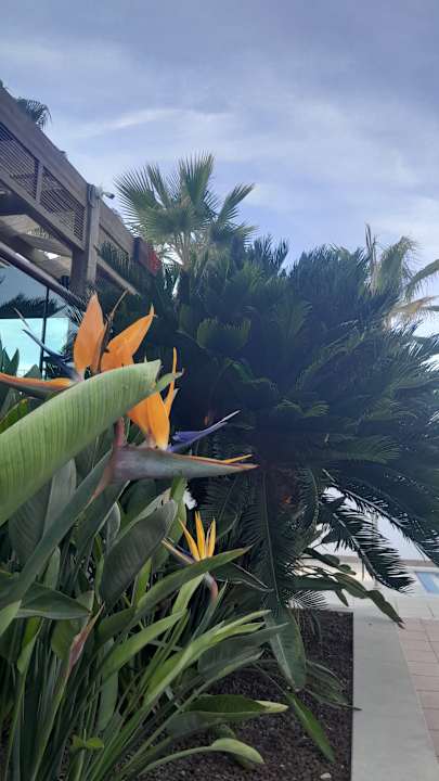 Gartenanlage Sentido Trendy Verbena Beach