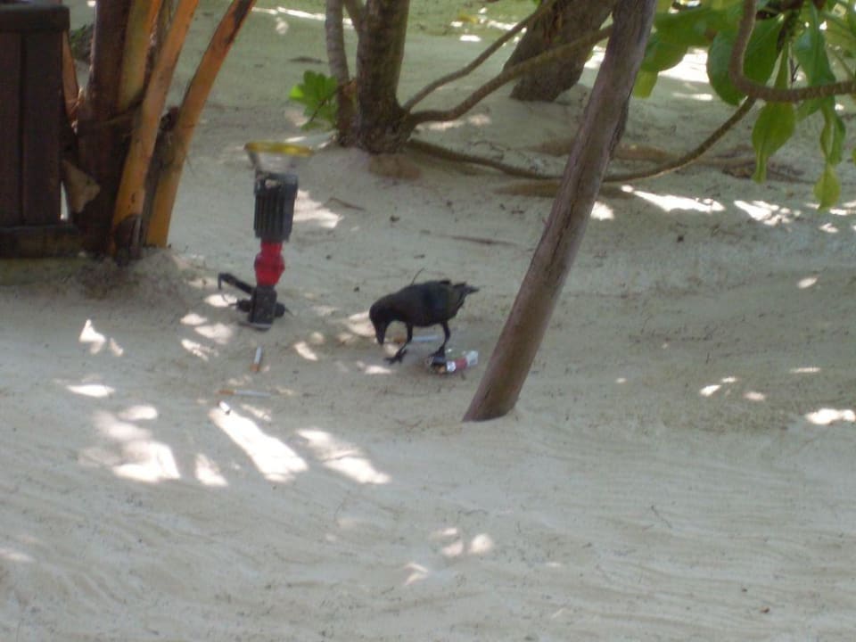 Krähe mit stibitzter Zigarettenschachtel NAKAI Maayafushi Resort