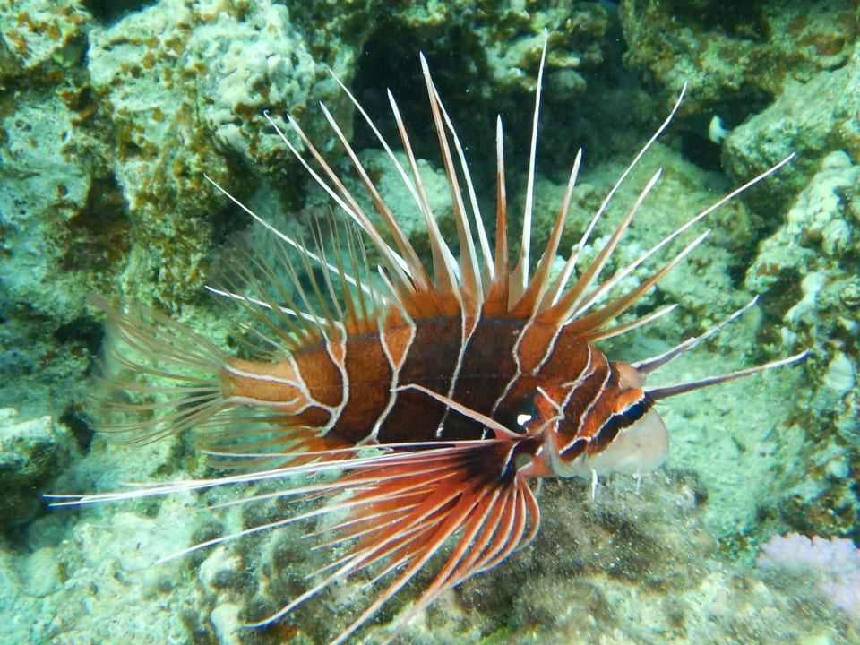 Strand Three Corners Fayrouz Plaza Beach Resort